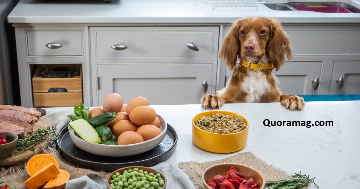 Dogdog Food Review | Why Pet Owners Trust This Brand